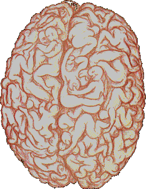 malebrain.GIF (93357 ֽ)