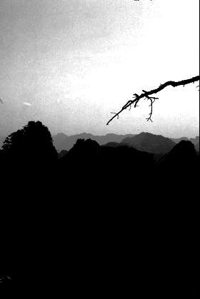 treetop.jpg (6926 bytes)